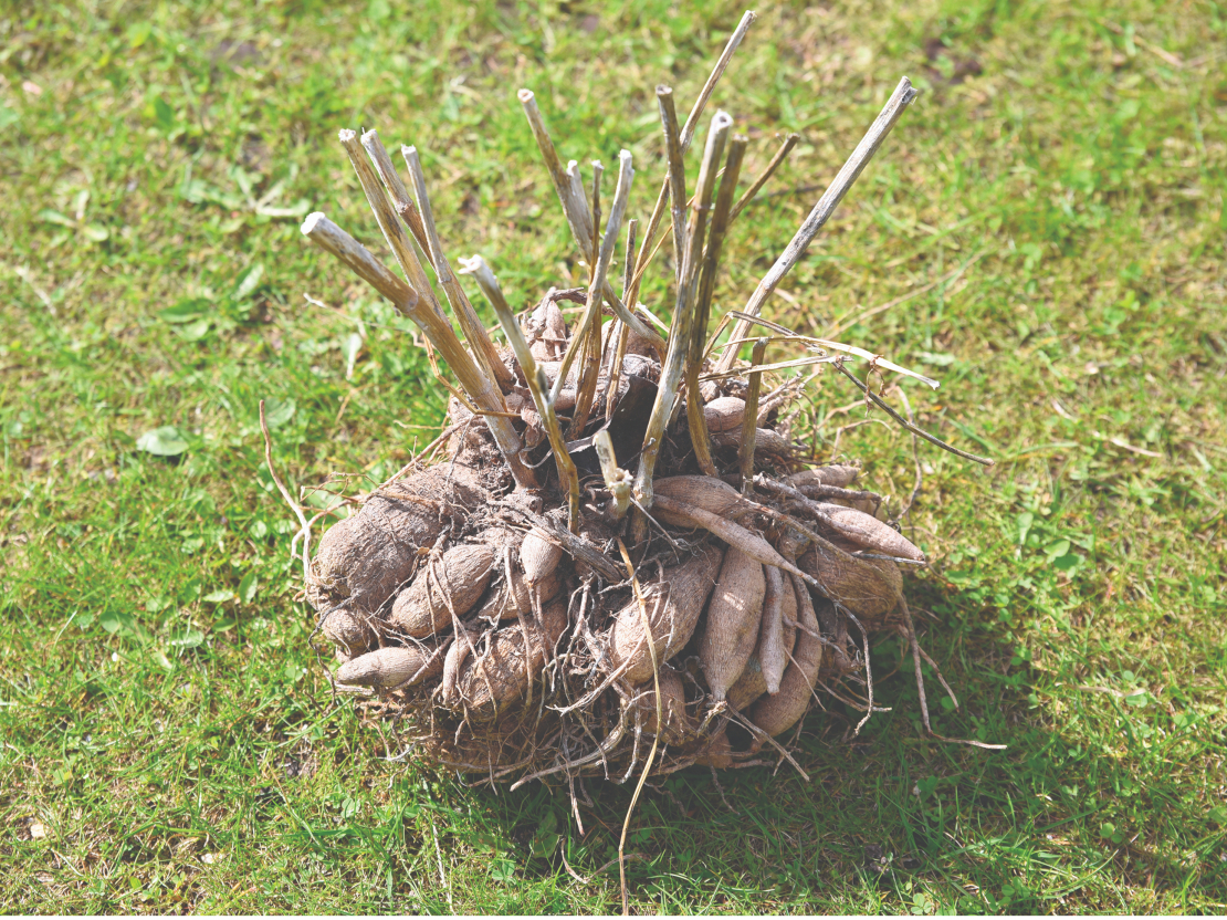 Nav svarīgi, vai gums ir liels vai mazs, nozīme ir tikai tam, ka tas ir vesels, ar vismaz vienu asnu.