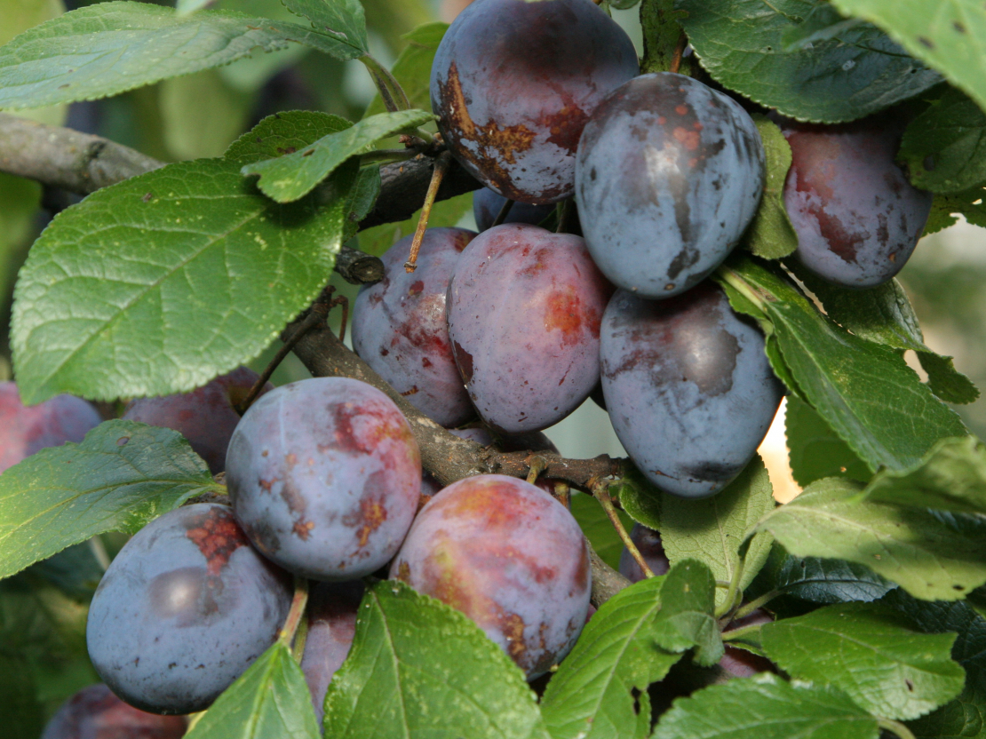 Konserviem labi derēs zilās mājas plūmes, šķirnes ‘Pedrigons’, ‘Ave’, ‘Viktorija’, ‘Sonora’, taču pēc saldēšanas tās nebūs vizuāli pievilcīgas.