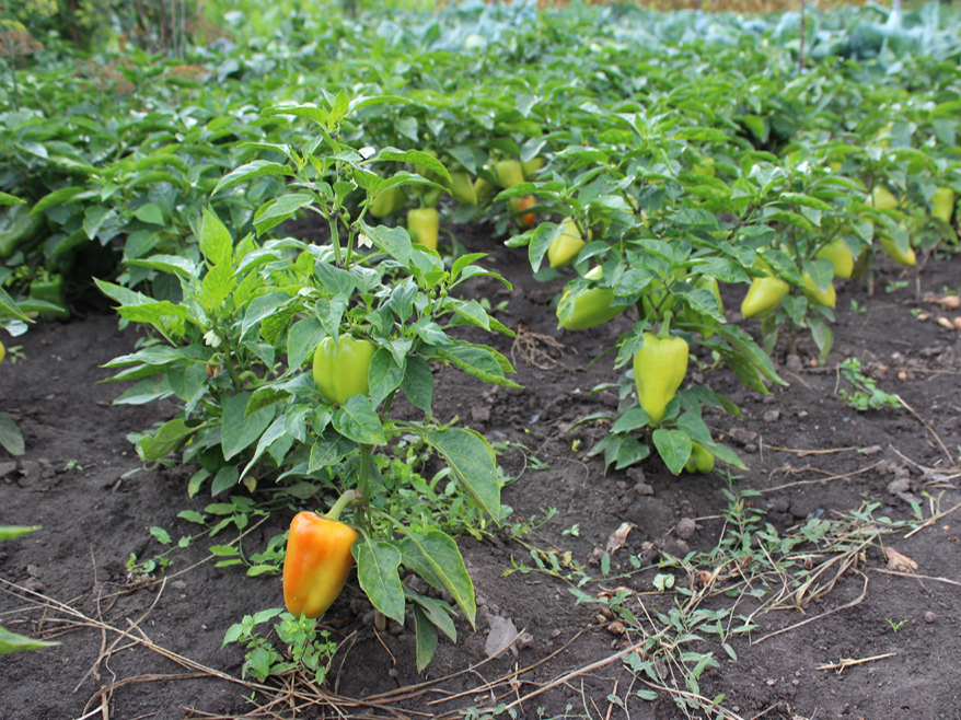Norauta negatava paprika neienākas tik labi kā tomāti.