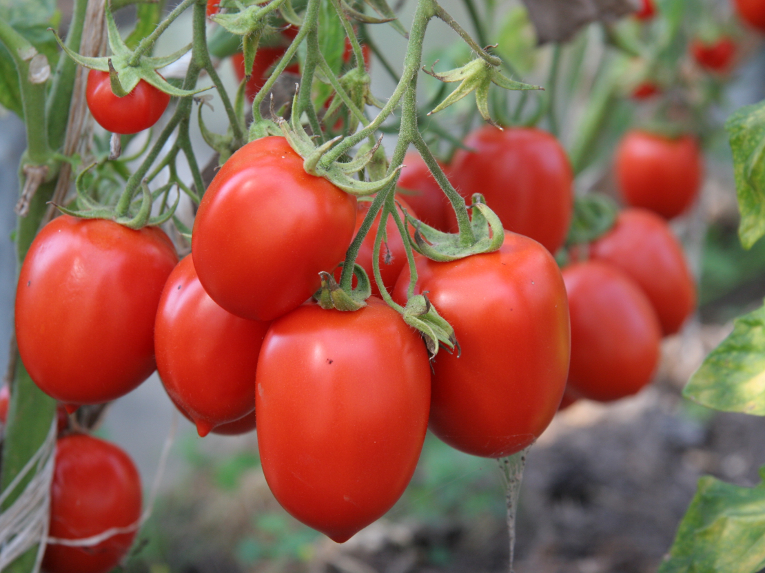 Tomāti. Ilustratīvs attēls.