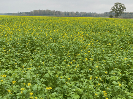 Lekns sinepju lauks.