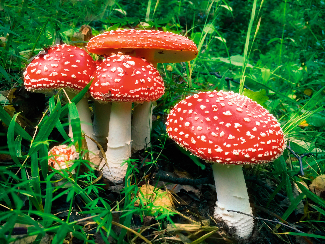 Savulaik mušmire lietota arī tradicionālajā medicīnā, piemēram, ārstējot pēc staru slimības iegūtu radiācijas dermatītu – nedzīstošus ādas jēlumus. 