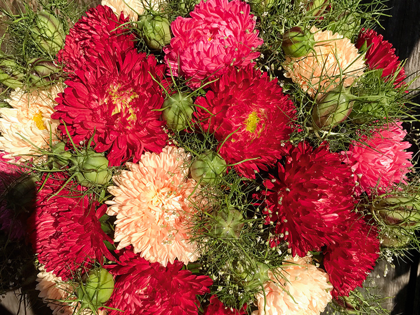 Asteres labi saskan ar nigellām.