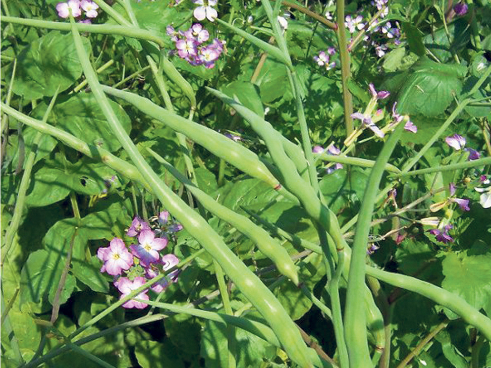 Viens no uztvērējaugiem - eļļas rutks.