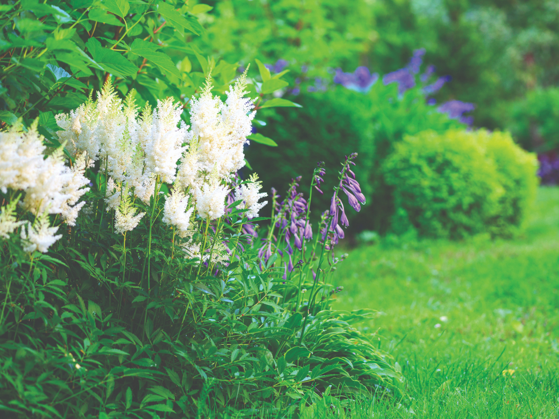 Dārzos astilbes vislabāk izksatās jauktajās ziemciešu dobēs.