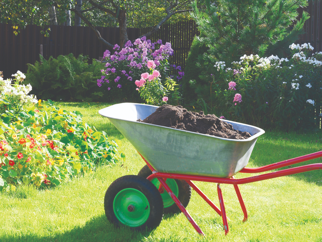 Ja stāds atsūtīts tagad, vienalga kādā stāvoklī, tas tūliņ jāliek zemē, dobē. Laista mēreni.
