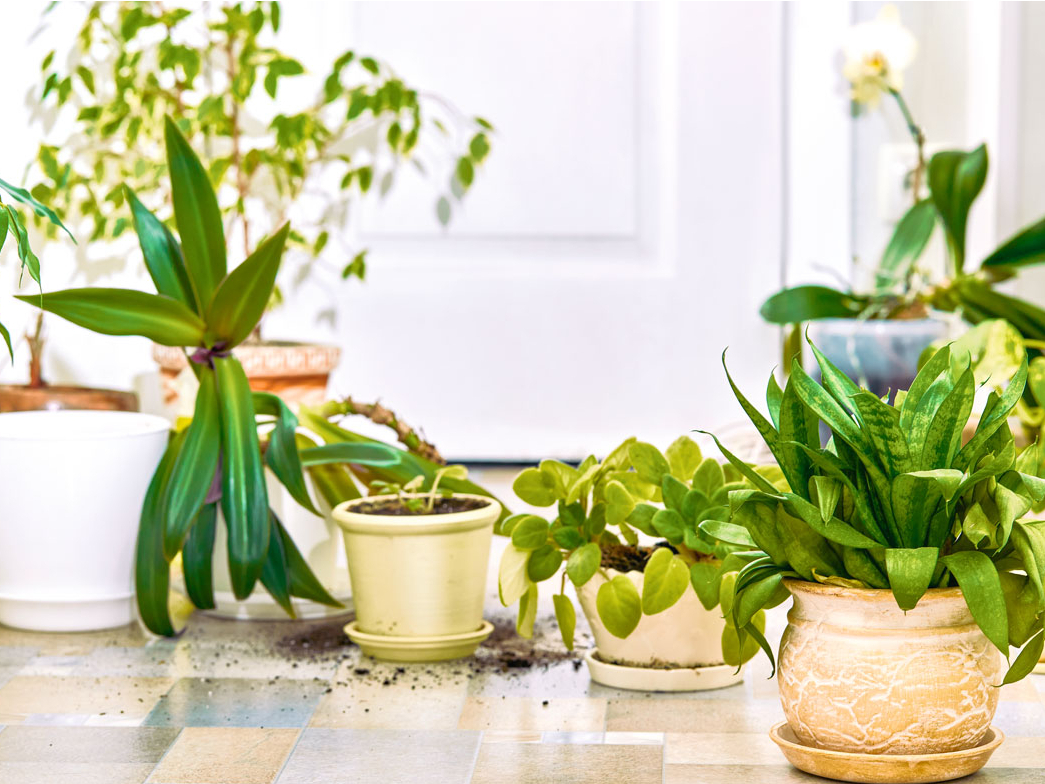 Vieni augi pārcieš gan īslaicīgu iekaltēšanu, gan pārlaistīšanu, bet citiem vajadzīgs stingrs kopšanas režīms.  