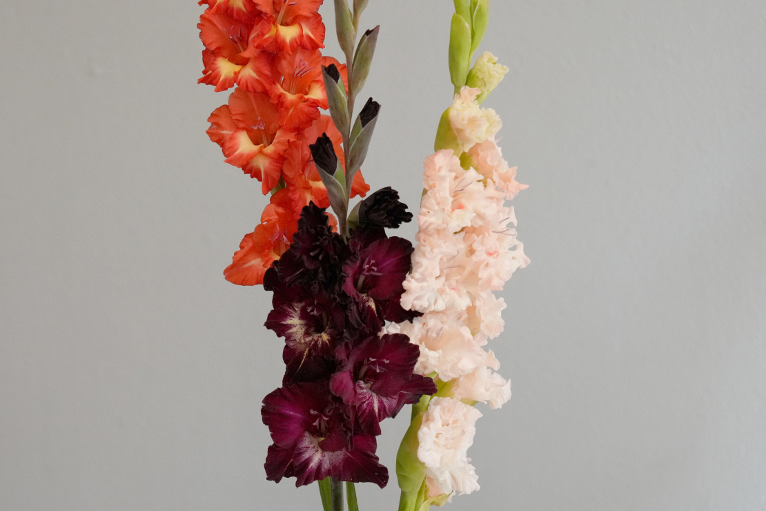 Ziedu izstāde "Gladiolas 2023" Latvijas Dabas muzejā.