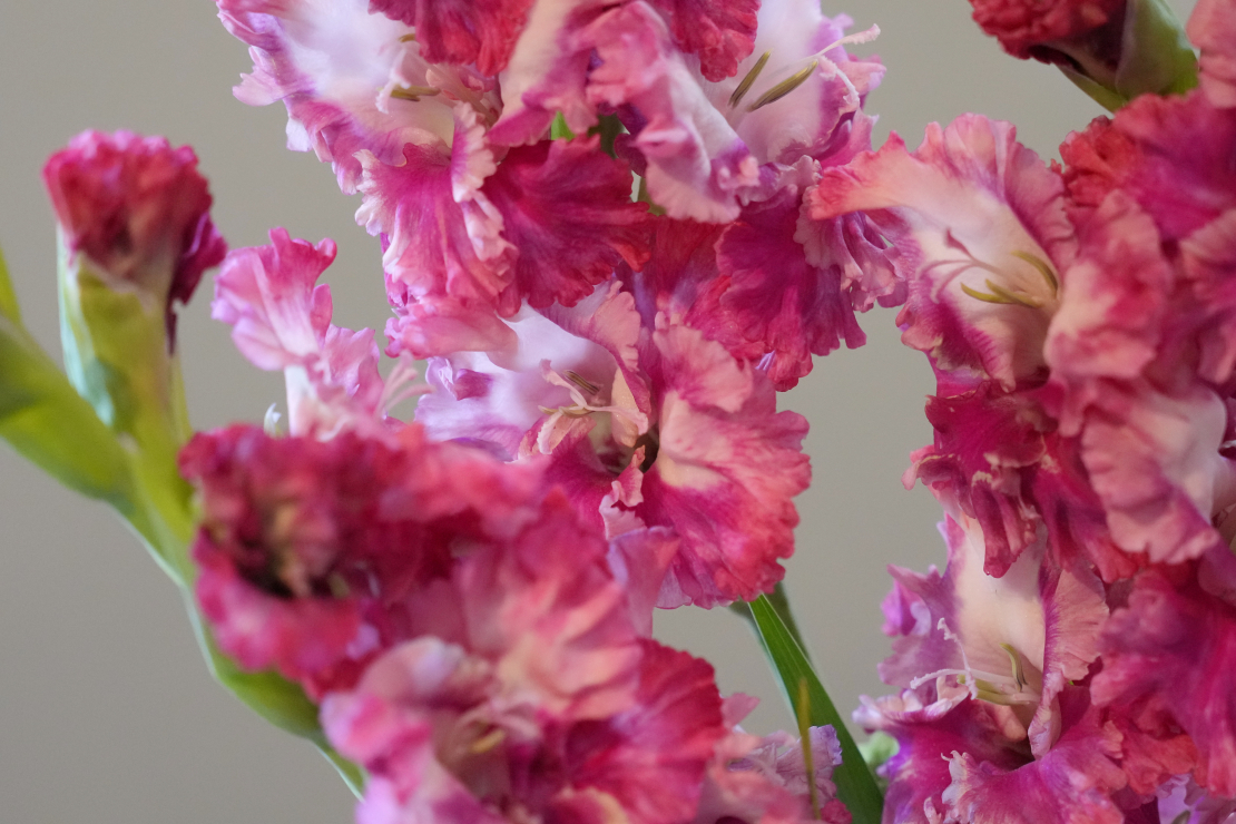 Ziedu izstāde "Gladiolas 2023" Latvijas Dabas muzejā.