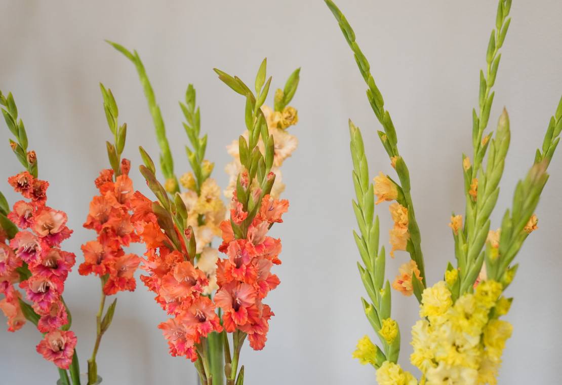 Ziedu izstāde "Gladiolas 2023" Latvijas Dabas muzejā.