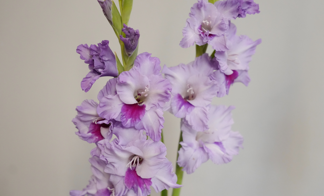 Ziedu izstāde "Gladiolas 2023" Latvijas Dabas muzejā.