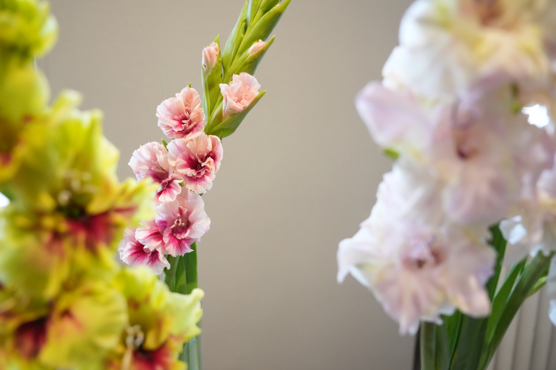 Ziedu izstāde "Gladiolas 2023" Latvijas Dabas muzejā.