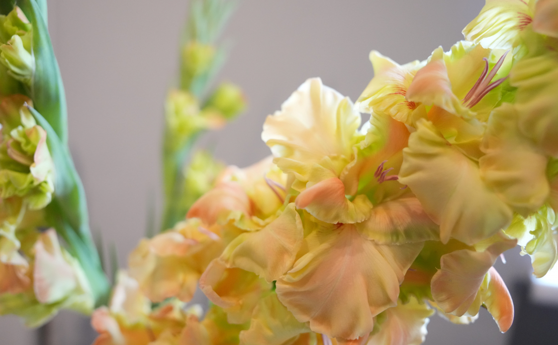 Ziedu izstāde "Gladiolas 2023" Latvijas Dabas muzejā.