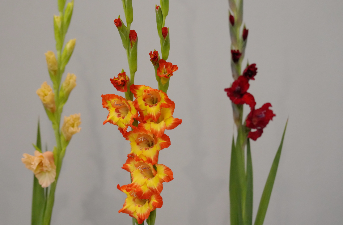 Ziedu izstāde "Gladiolas 2023" Latvijas Dabas muzejā.