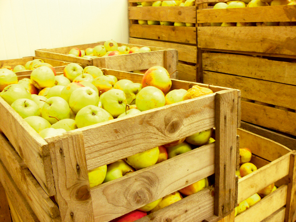 Neatkarīgi no tā, vai dārzeņu un augļu produkciju glabā konteineros, kastēs vai sabērumā, pirms produkcijas ievešanas rūpīgi jāiztīra grīda, ventilēšanas kanāli.