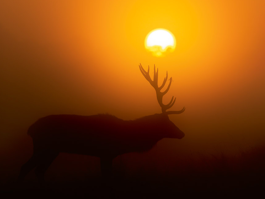 Staltbriežu buļļiem spožā gaismā redze ir visai vāja.