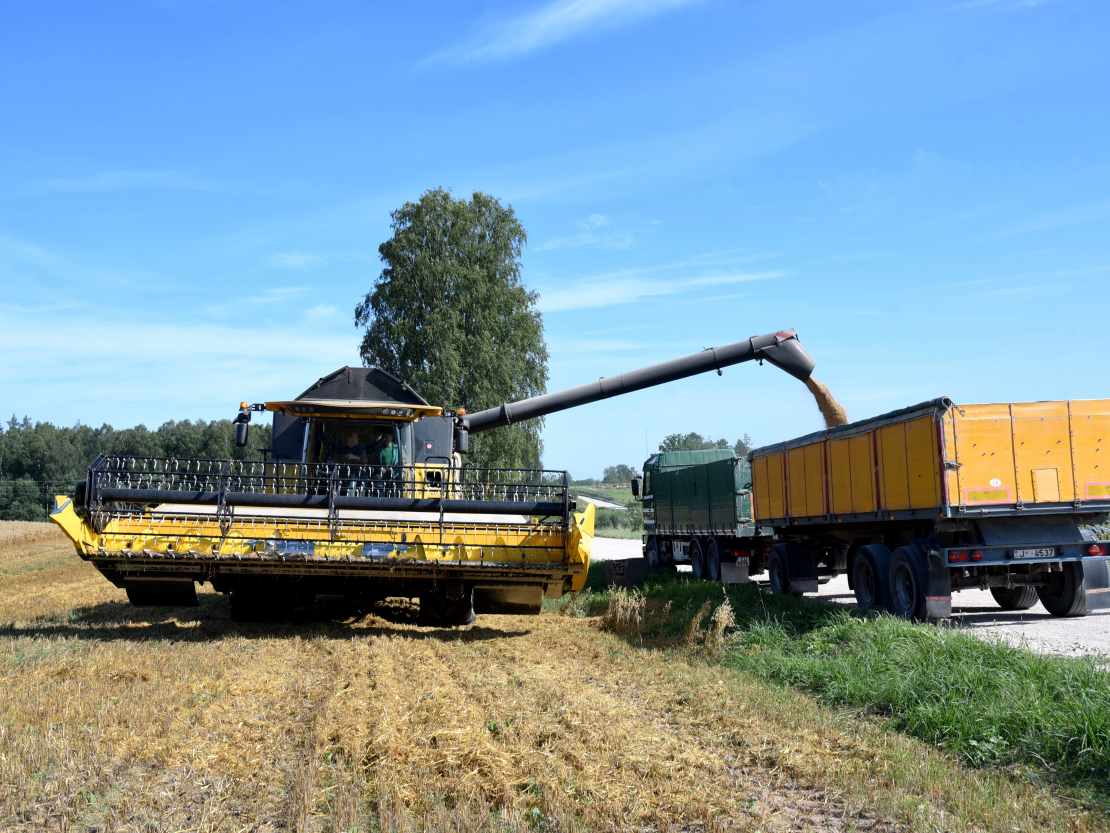 Ražas kulšana Ikšķiles pusē.