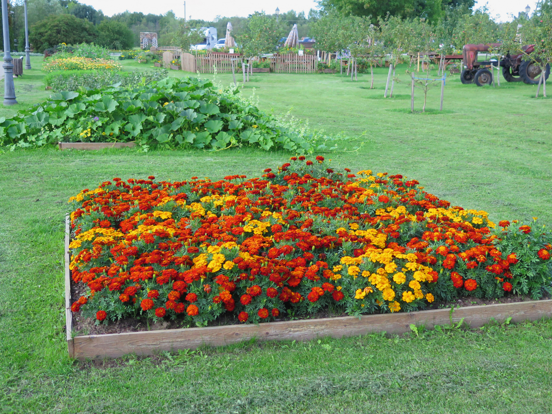 Jo lielāka būs uzbērtā dobe, jo labāk tajā turēsies mitrums un jutīsies augi.