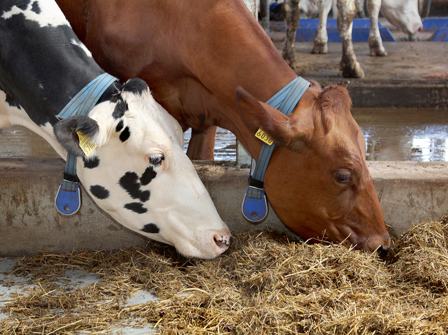 Ēdināšanai ir nepārvērtējama nozīme ganāmpulka veselības un produktivitātes nodrošināšanā