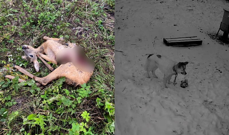 Kas vainojams pie klaiņojošo suņu problēmas?