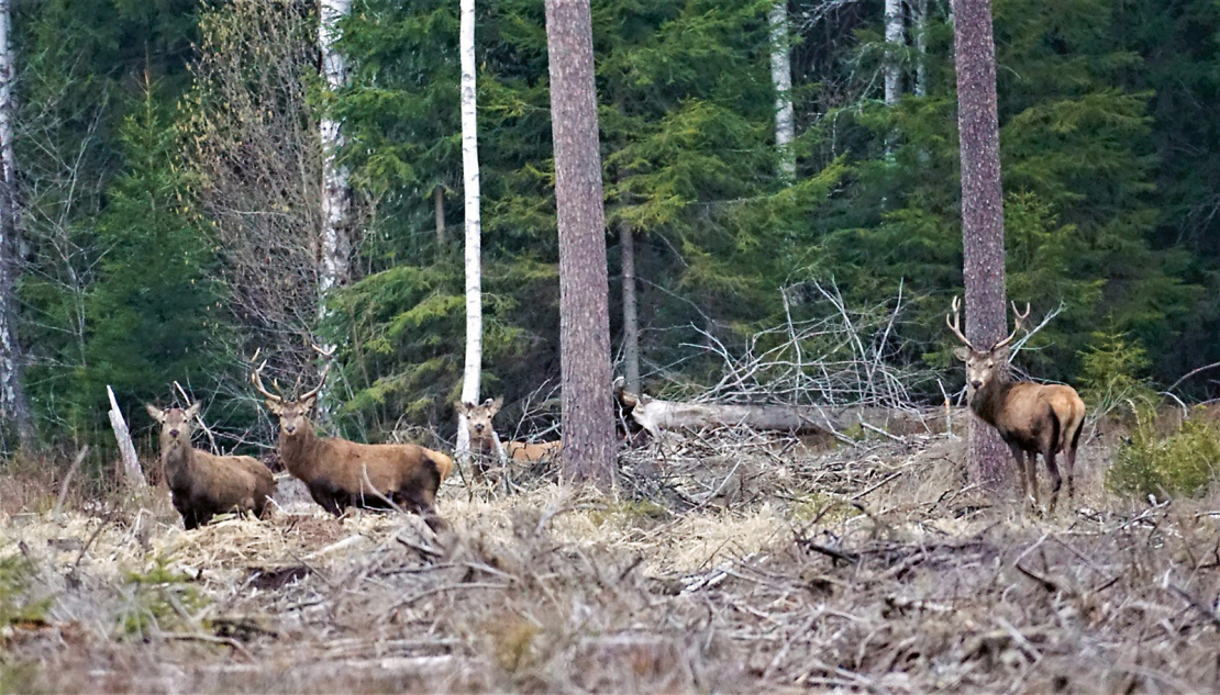 Cik ir bijis dzirdēts par gadījumiem, kad raidīts šāviens uz briežu bulli, kuram ragu vai raga galā nav kroņa, bet gan divi dakšveida žuburi, bet, kad pieiet dzīvniekam klāt, tad atklājas, ka bijis arī trešais žuburs. 