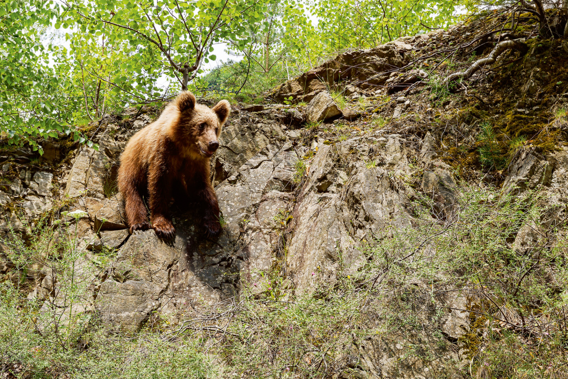 Kā liecina jaunākais Rumānijas Vides ministrijas veiktais pētījums, šo lielo dzīvnieku populācija ir mērāma 7500 līdz 8000 īpatņu robežās.