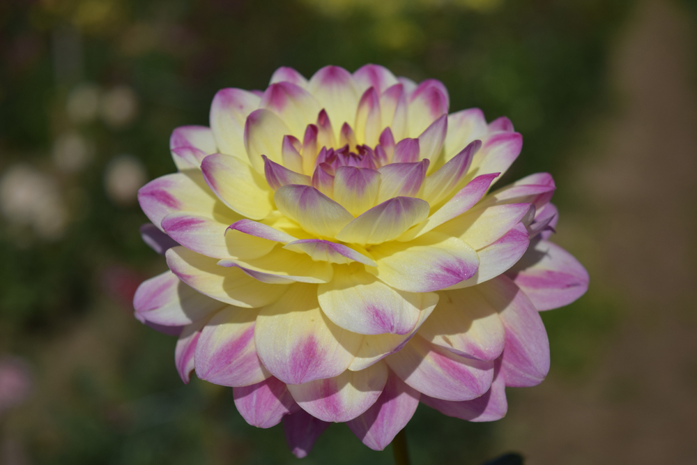 ‘Rundāle’ – zieda diametrs 16 cm, cera augstums 110 cm. Selekcionārs A. Baroniņš.