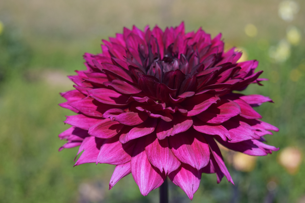 ‘Sančo’ – zieda diametrs 13 cm, cera augstums 150 cm. Selekcionāre R. Zaļā, Latvija.