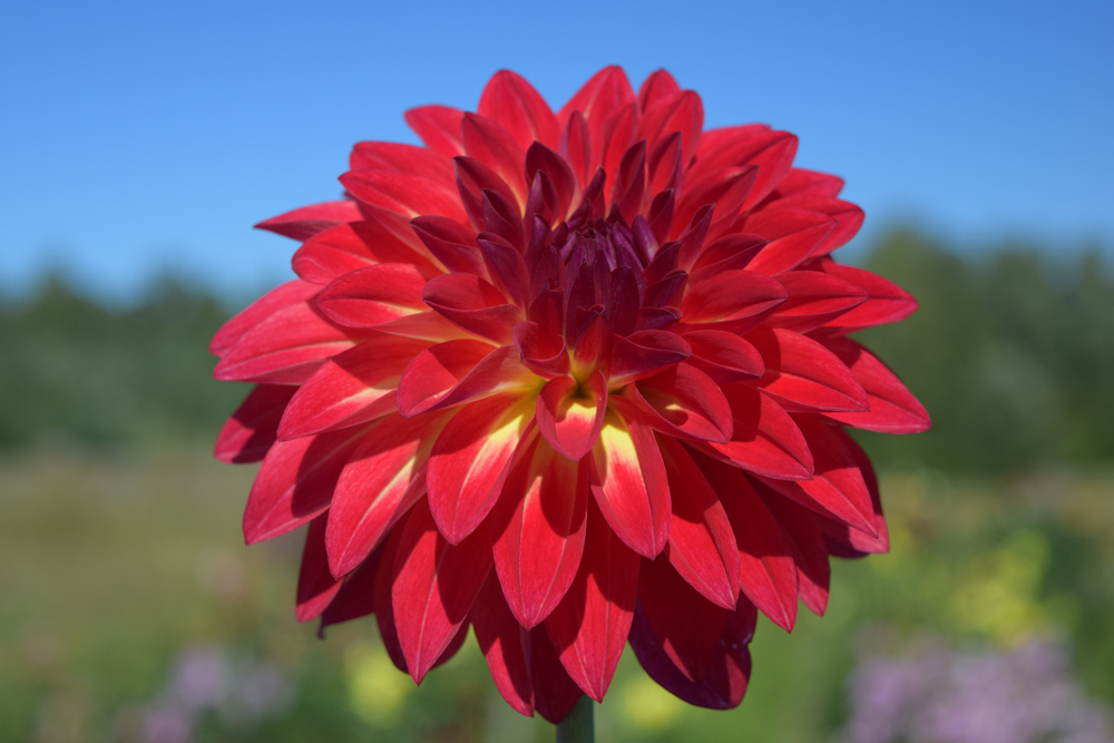 ‘Silvija Radzobe’ – zieda diametrs 12 cm, cera augstums 90 cm. Selekcionārs A. Baroniņš.