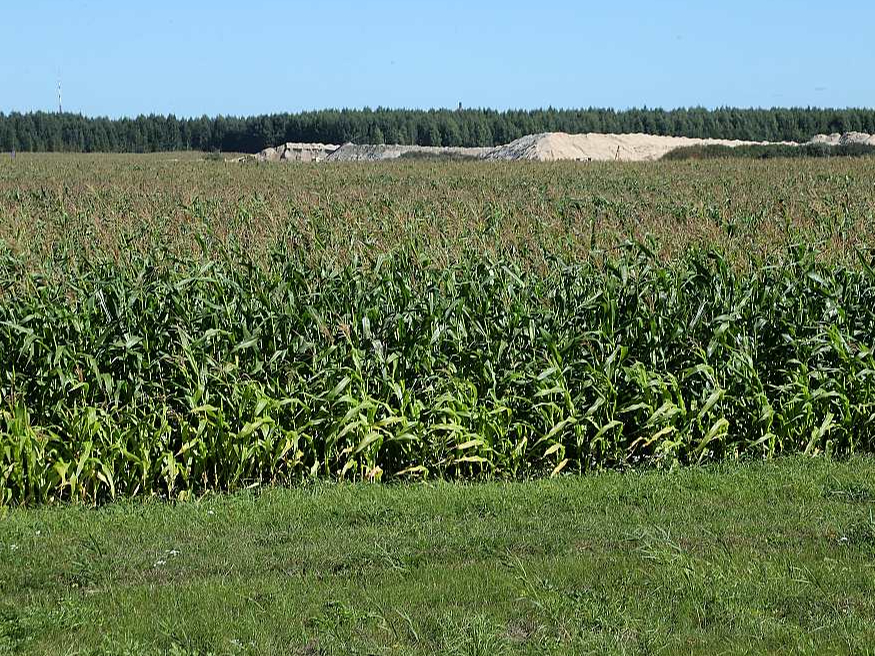 Kukurūzas lauks.