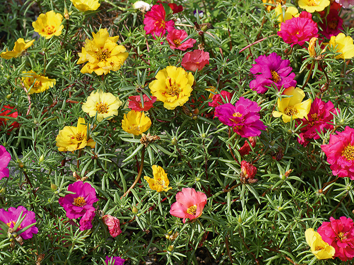 Portulakas.