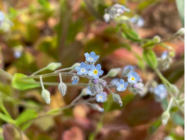 Tīruma neaizmirstule (Myosostisarvensis (L.) Hill).