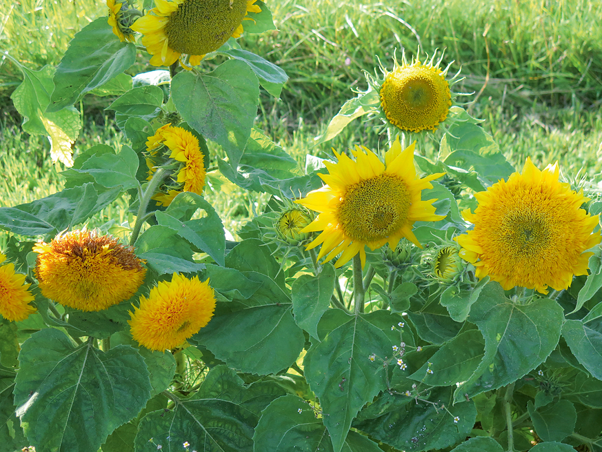 Saulespuķes.