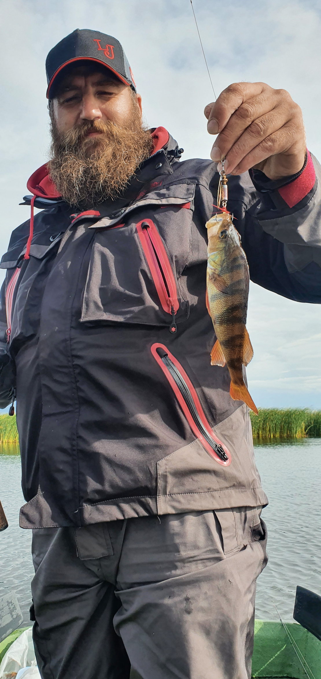 Strīpainis uz rotiņa.