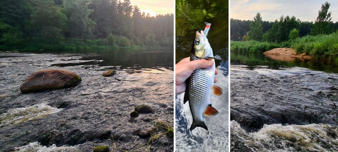 Pirmais, ko Gaujā meklēju, – krāces. Man ļoti patīk sapalus ķert straujās krācēs, jo ņēmiena brīdi nevar nejust. Tas blieziens kātā ir neaprakstāms, spēcīgs, dusmīgs.