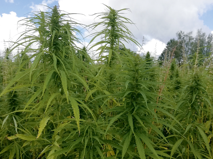 Kaņepes 'Adzelvieši'.