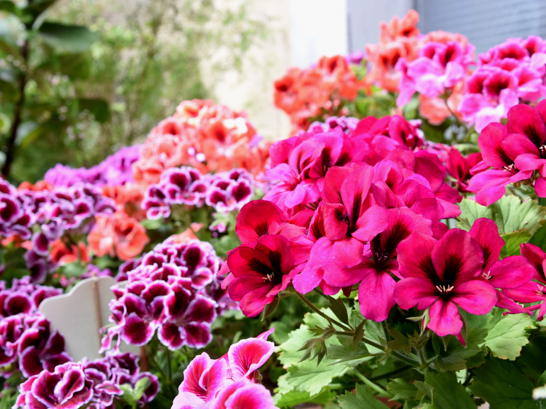 Pelargonijas.
