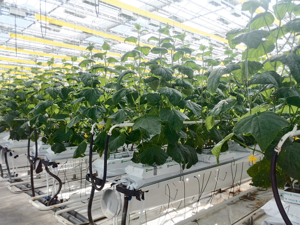 Plēves caurule CO2 padevei.