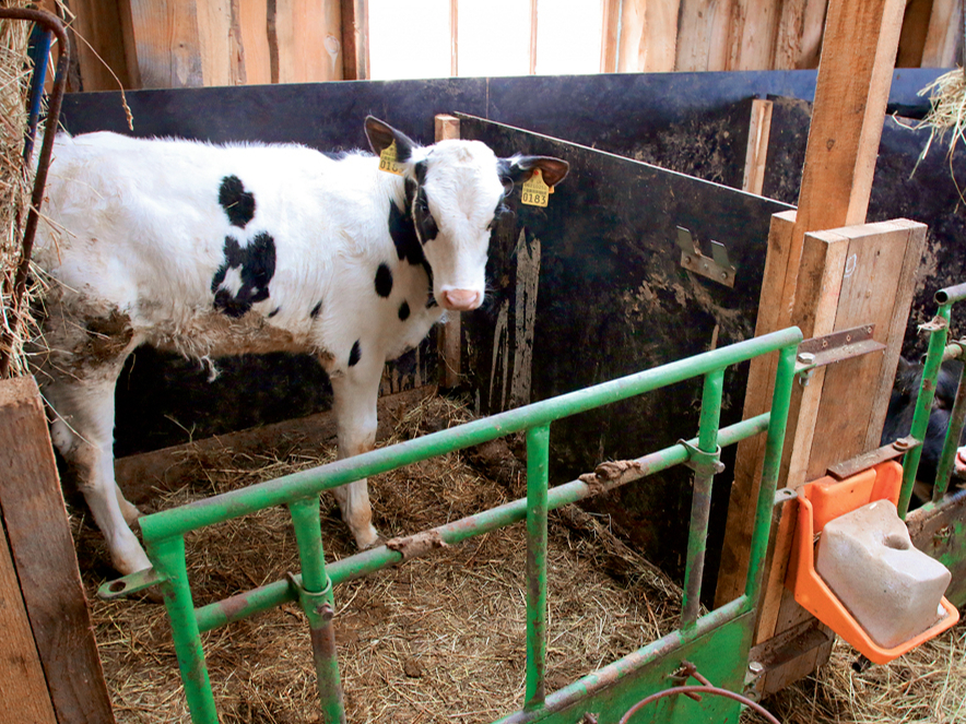 Teļam no piedzimšanas līdz divu mēnešu vecumam svaru vajadzētu vismaz dubultot.