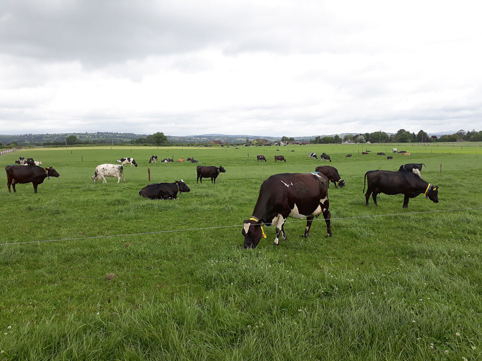Govis, ilgstoši atrodoties karstumā, nespēj sevi atdzesēt, sāk celties ķermeņa temperatūra un rodas virkne nopietnu veselības problēmu.