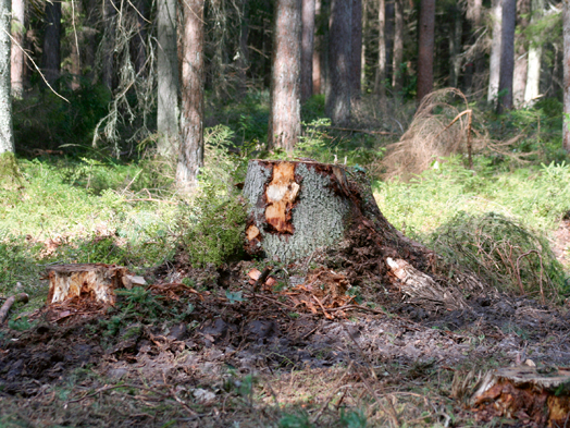 Cirsma. Ilustratīvs attēls.