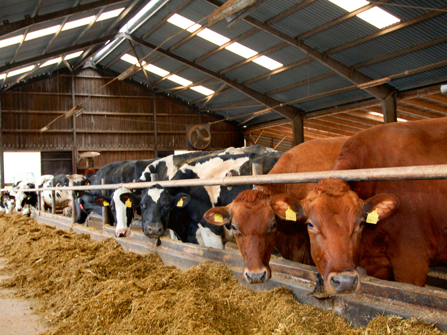 Slaucamās govis var turēt gan piesietas, gan arī nepiesietas. Mūsdienās arvien biežāk lieto nepiesieto turēšanu.