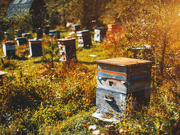 Galvenais sekmīgai ziemošanai – barība un laba ventilācija.