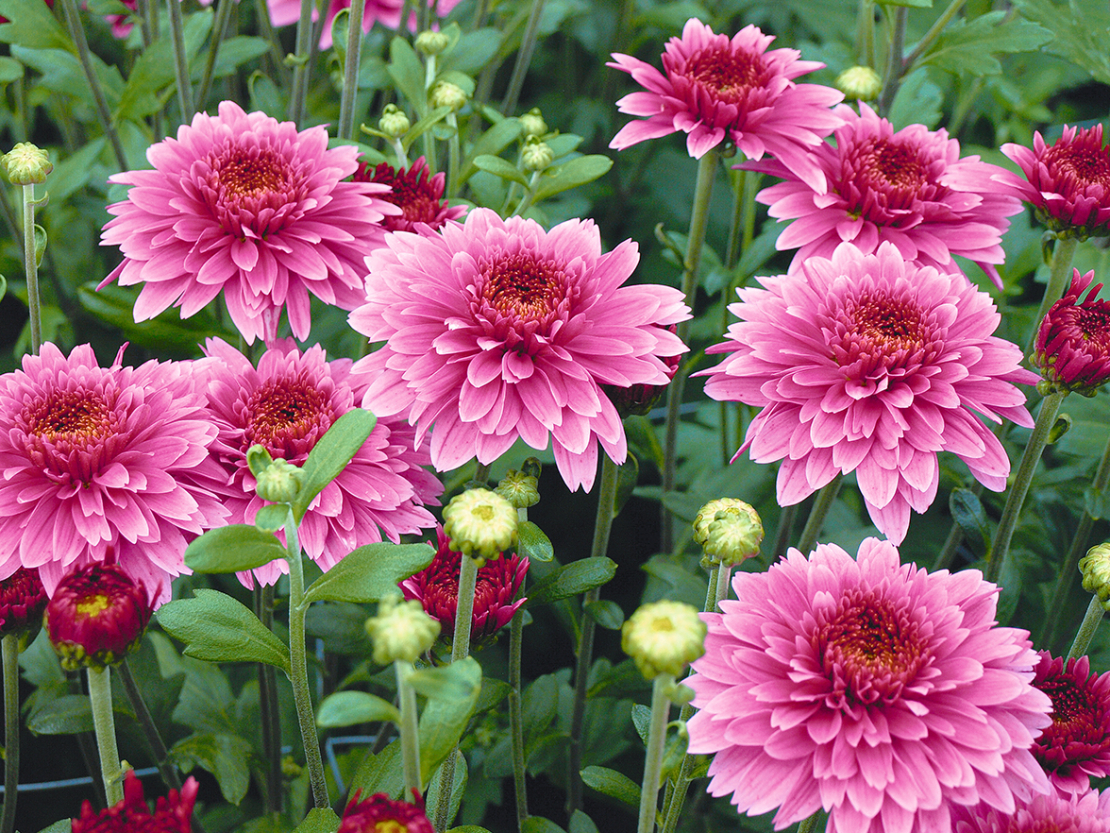 Visas mārtiņrozes zied rudenī, jo tās ziedēt rosina garākās naktis.