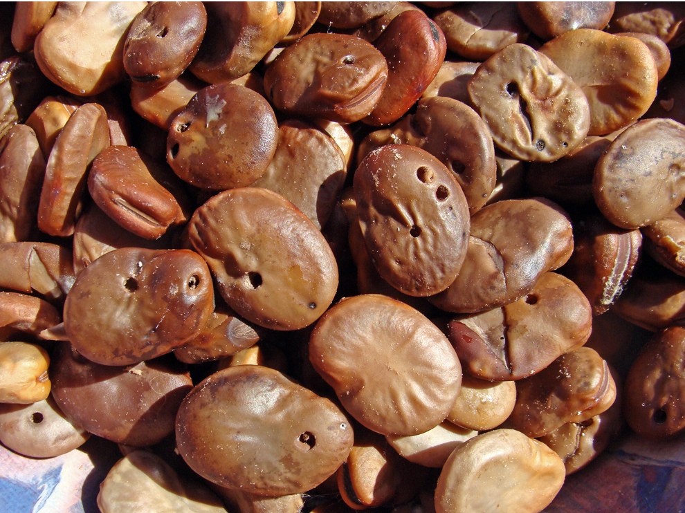 Sabojātas cūku pupas.