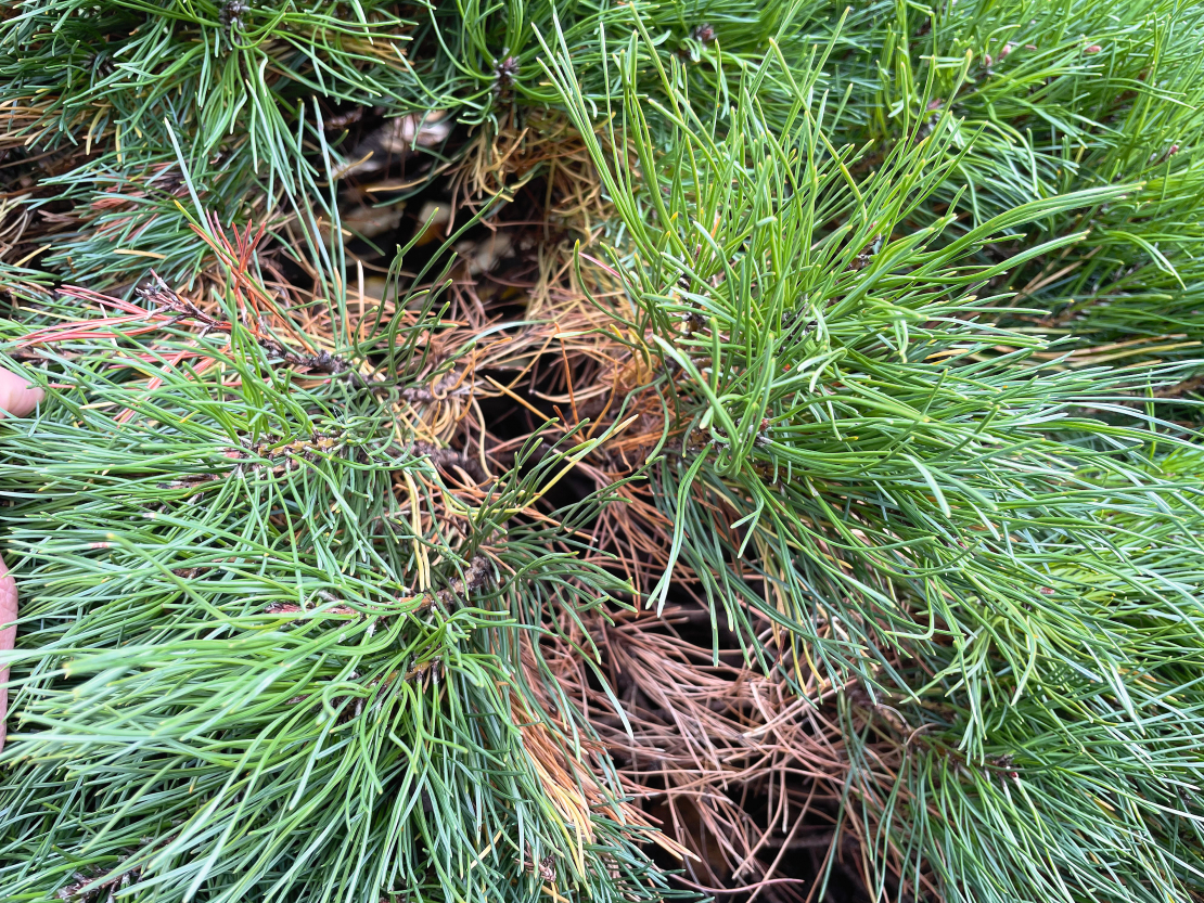 Kalnu priedītes vecās skujas sabirst vainaga vidū.