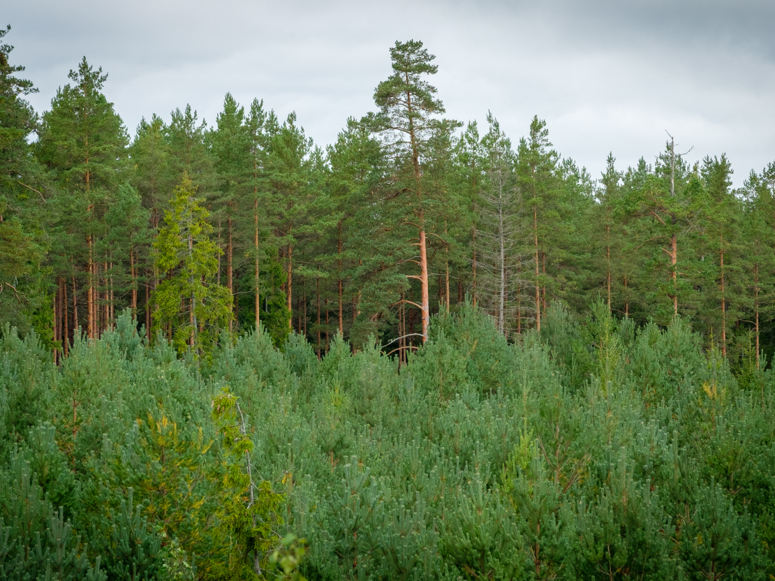 Veidojot jaunus stādījumus un ierīkojot apmežojumu, plantāciju meža stādījuma malās koki jāstāda tā, lai starp joslām mītos lēnāk un ātrāk augoši koki.