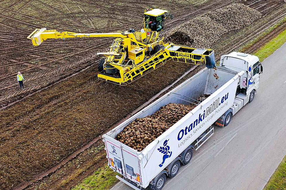 "Otaņķu dzirnavnieks" šajā cukurbiešu sezonā ieguldījis 1,3 miljonus eiro cukurbiešu vākšanas traktortehnikas iegādē. Attēlā: cukurbiešu attīrīšanas un pārkraušanas tehnika darbā uz lauka.