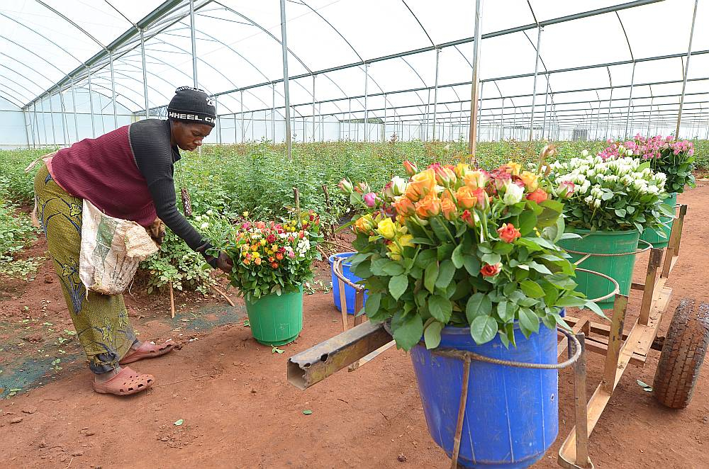 Rožu audzēšana gājusi mazumā ne tikai Latvijā, bet arī citviet Eiropā, pat Nīderlandē, kas izsenis pazīstama kā puķu lielvalsts. Attēlā: Āfrikas valstī Zambijā strādniece siltumnīcā gatavo rozes sūtīšanai uz Eiropu.