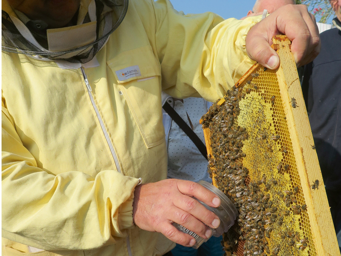 Varru pārbaudes demonstrējums Tukuma novada biškopju mācībās.